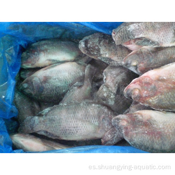 Tilapia de pescado redondo y escala redondo congelado